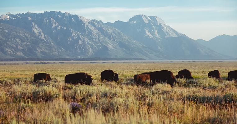 The Great Plains